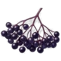 Elderberry