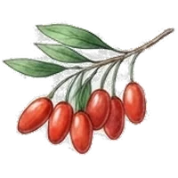 Wolfberry